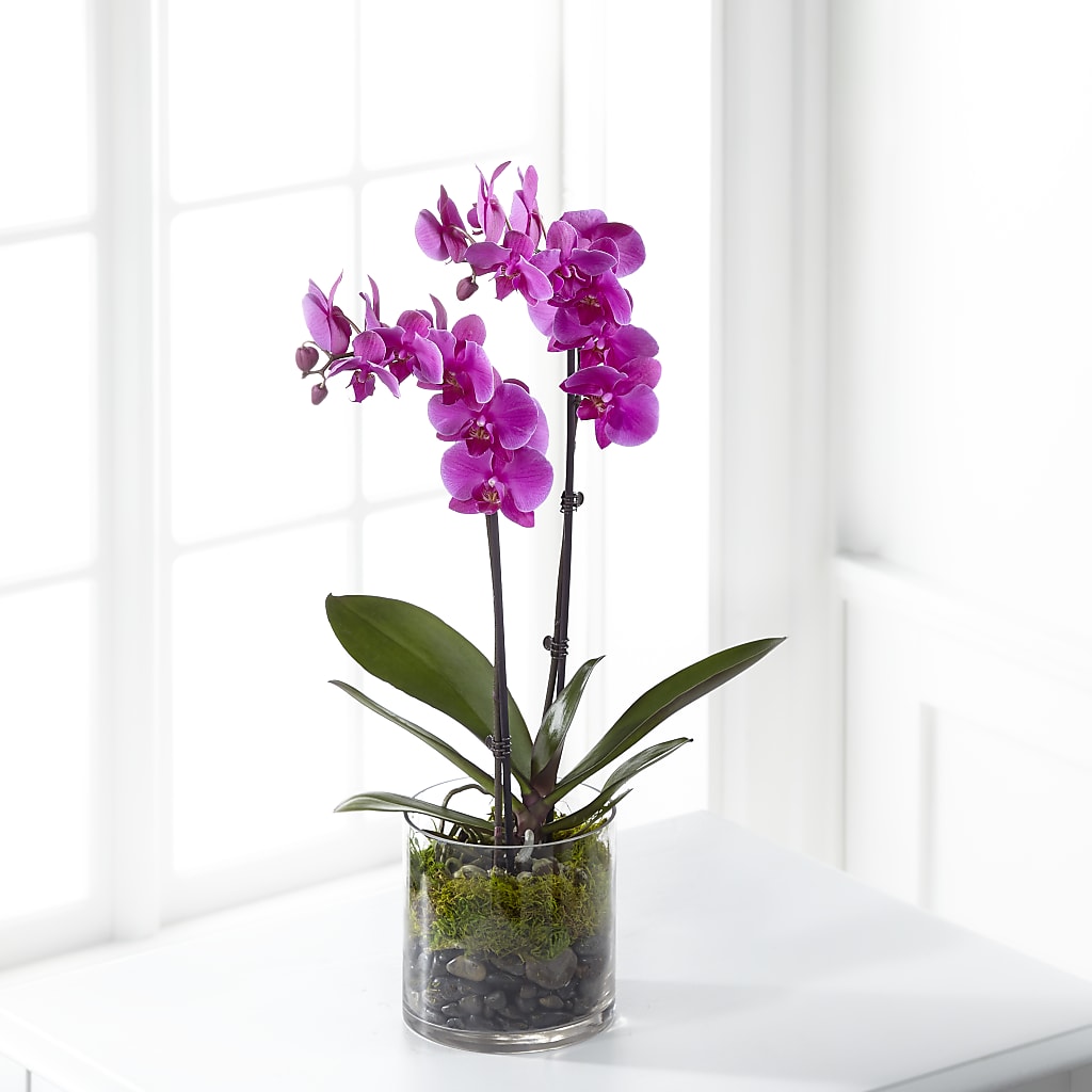 Pink Orchid Plant – Sweet Flowers, High Point NC