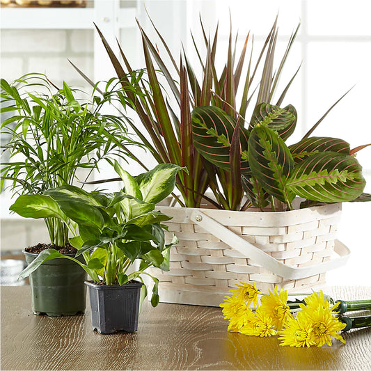 Florist Designed Blooming and Green Plants in a Basket –  Sweet Flowers, High Point NC