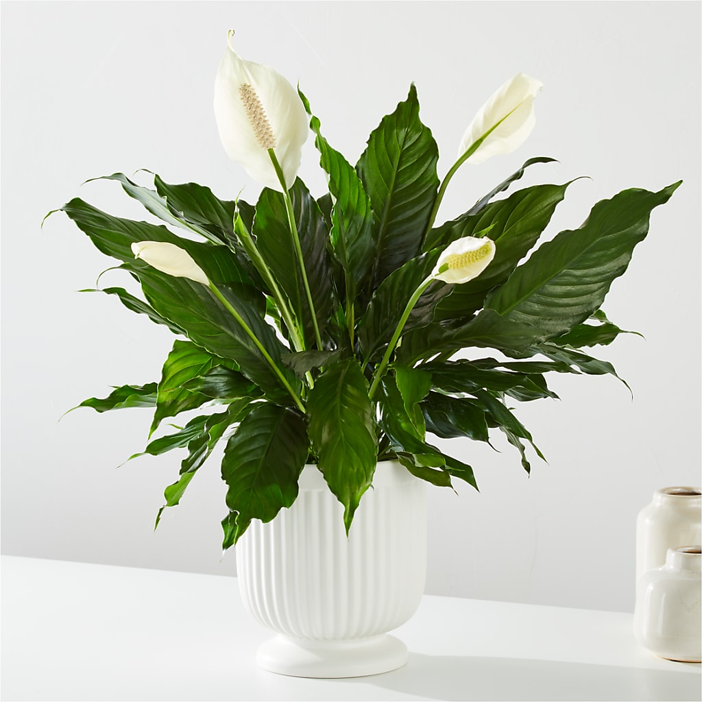 Comfort Planter –  Sweet Flowers, High Point NC