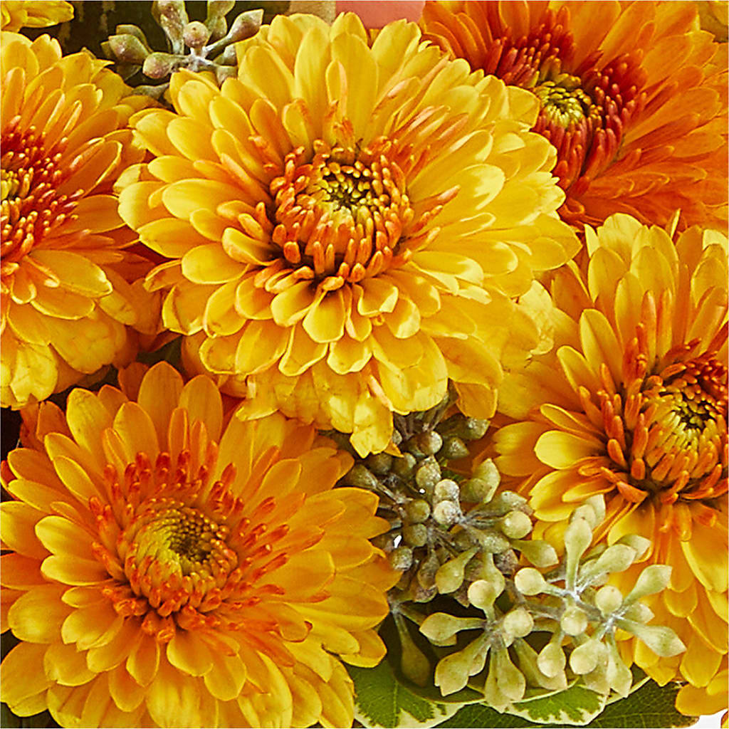 Peachy Pumpkin –  Sweet Flowers, High Point NC