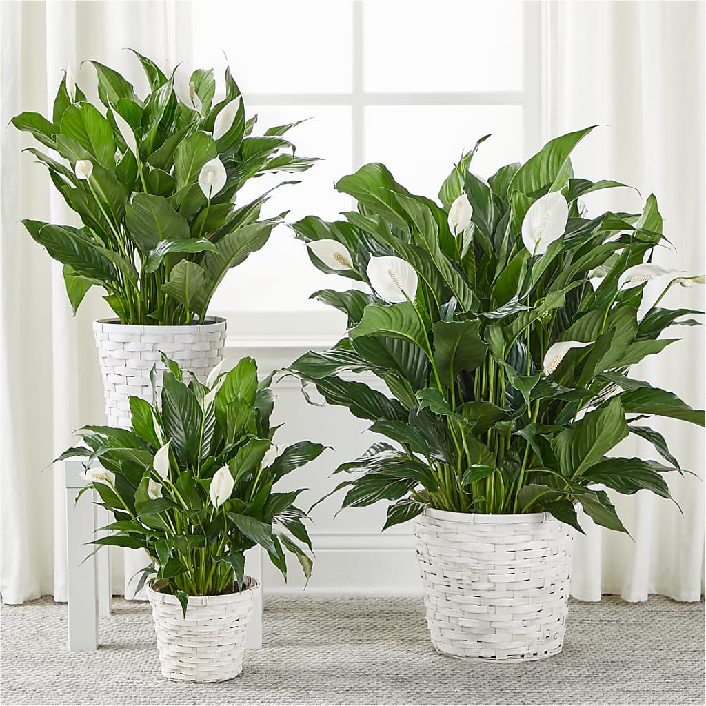 A New Leaf Peace Lily –  Sweet Flowers, High Point NC